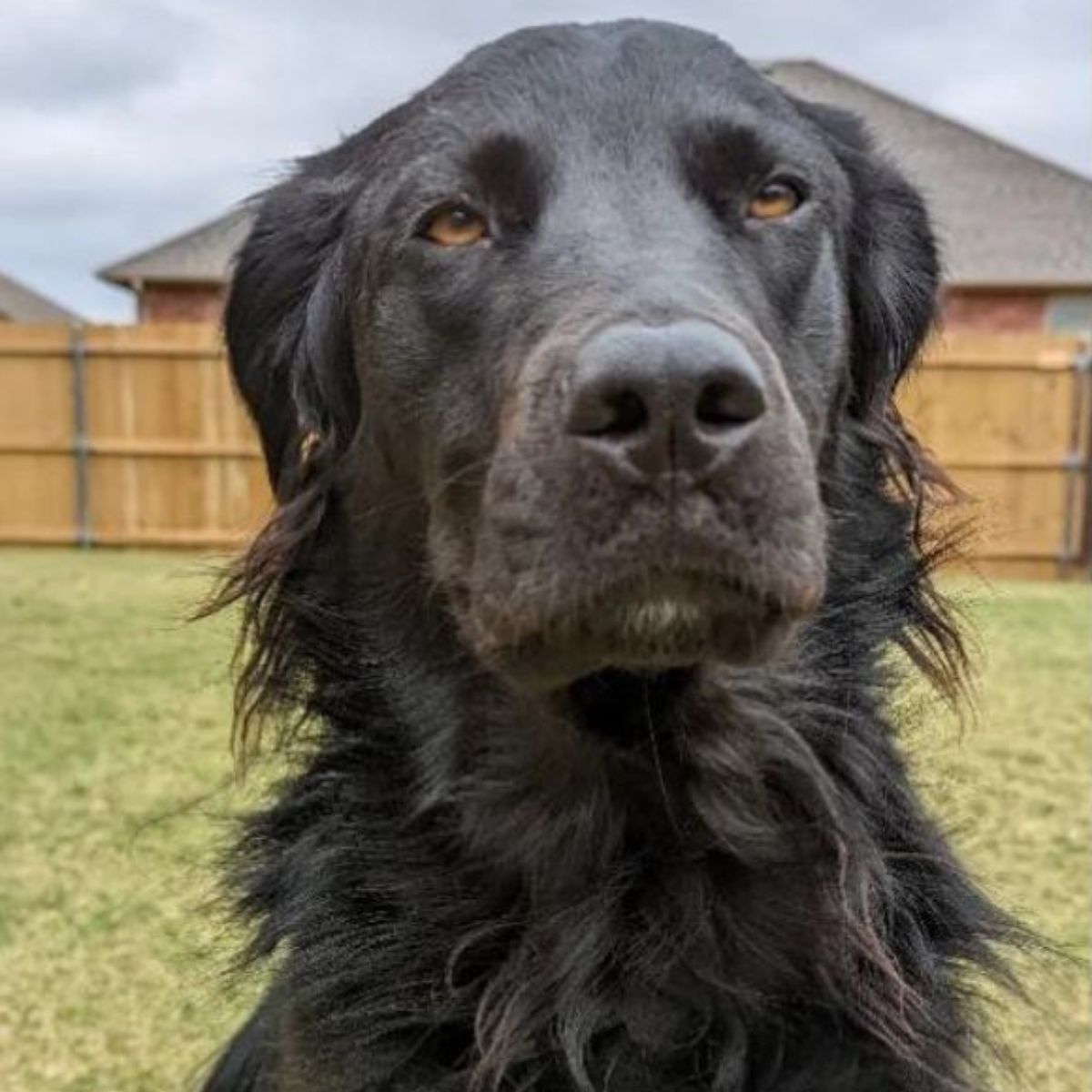 black labrador