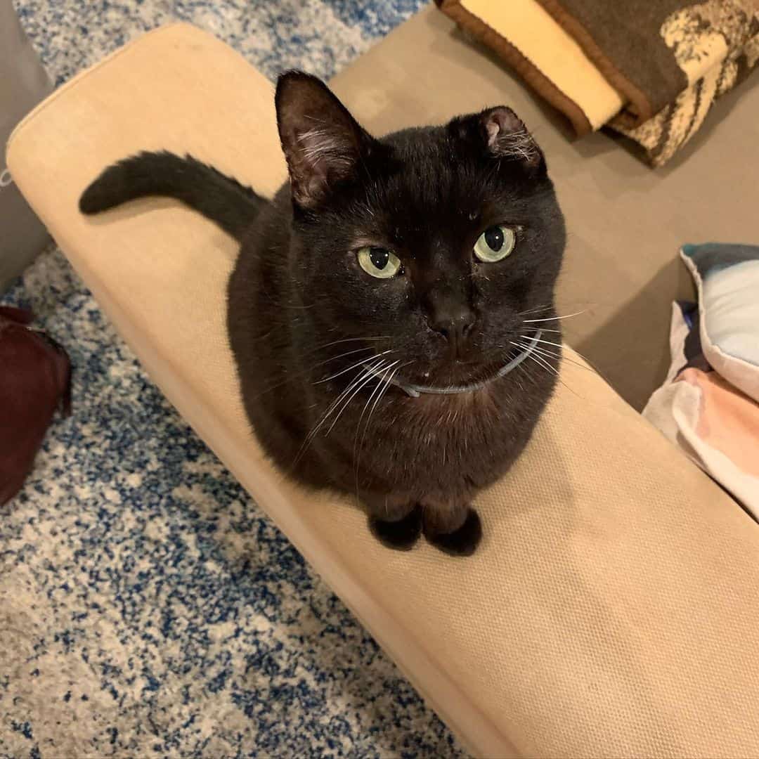 black one eared cat