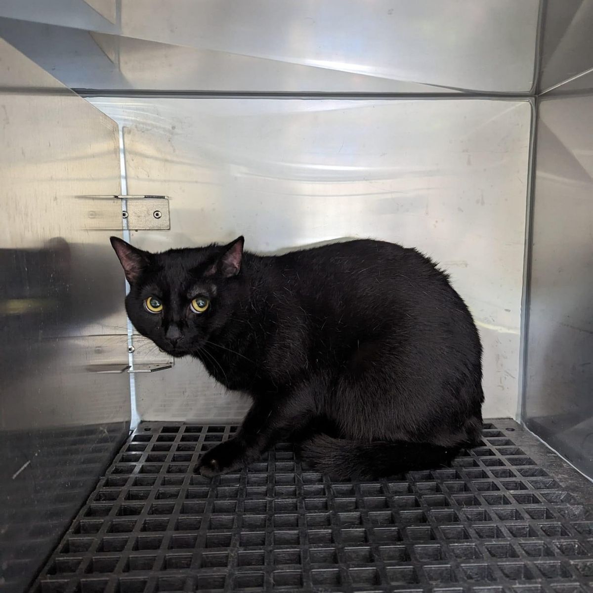 black rescued cat