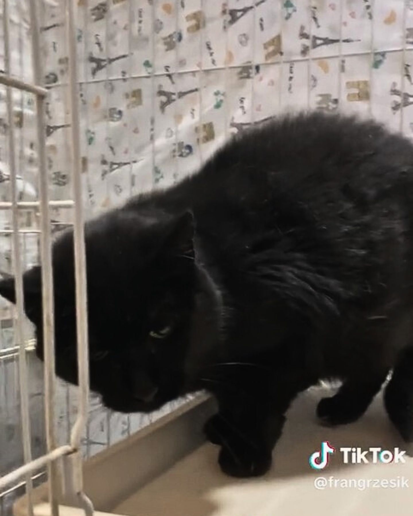 black tired cat