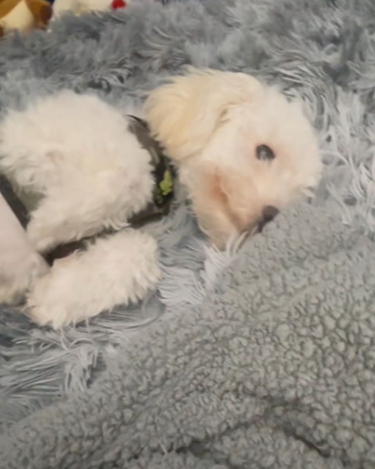 blind and deaf dog lies down