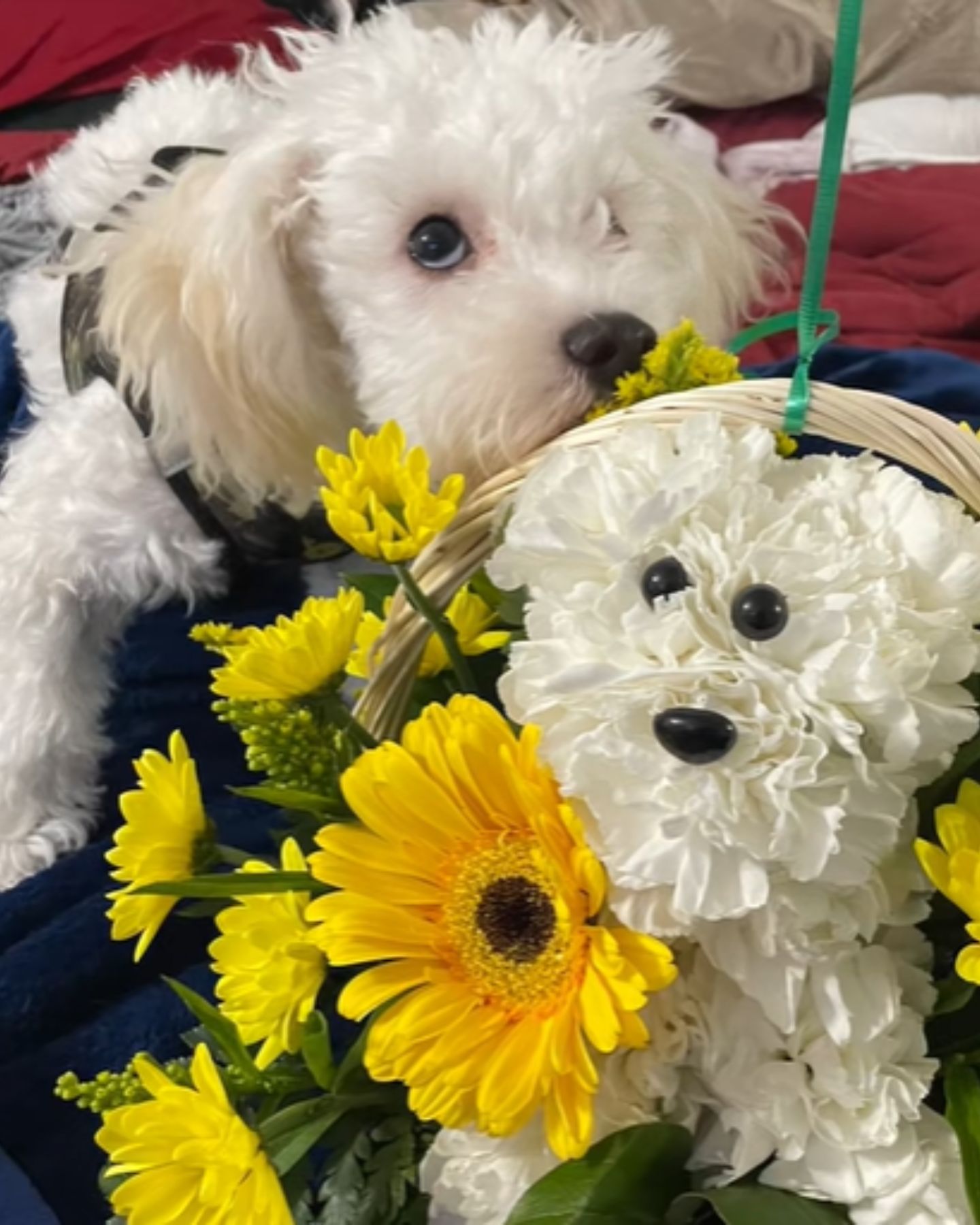 blind and deaf dog posing
