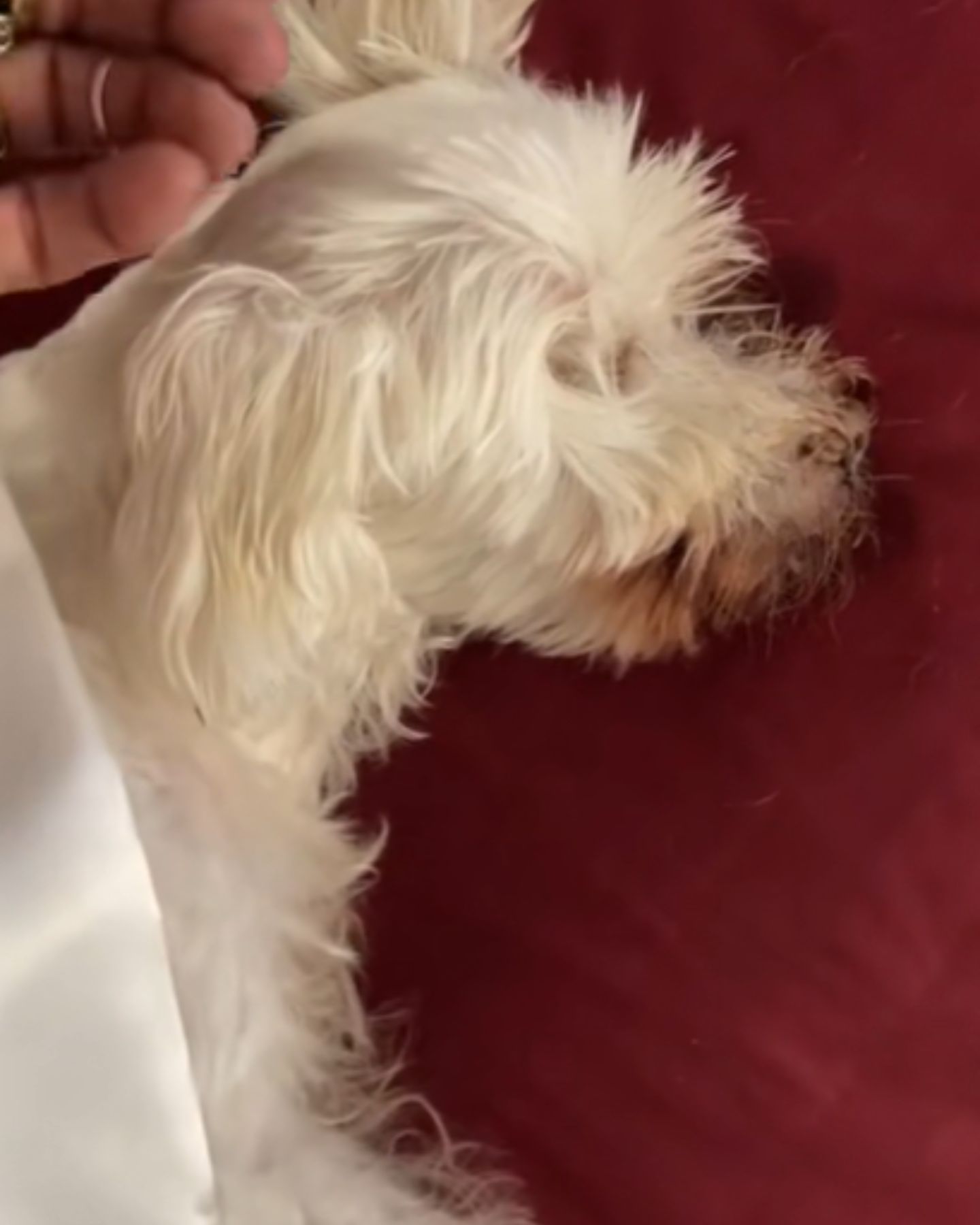 blind and deaf dog sleeps peacefully