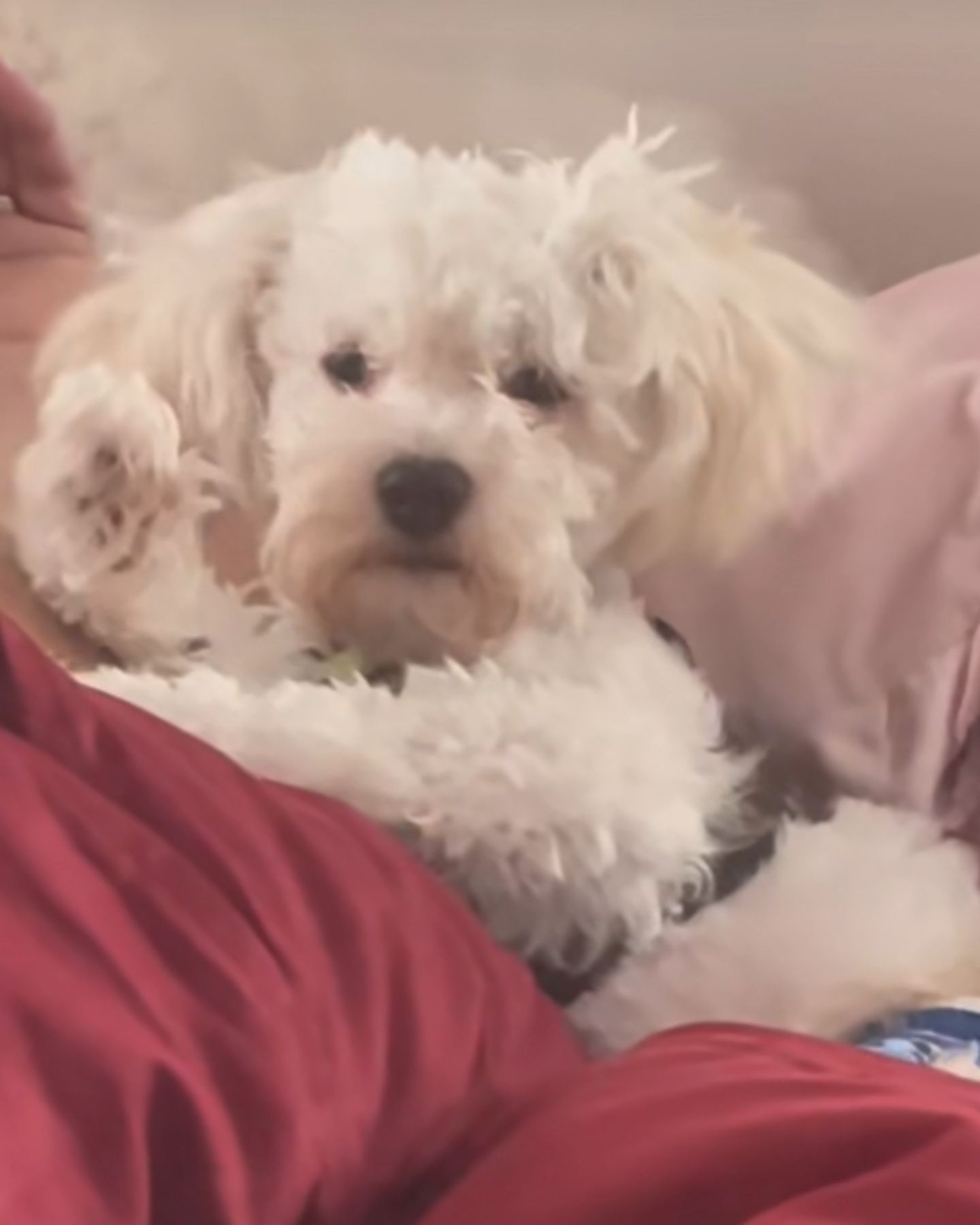 blind and deaf dog