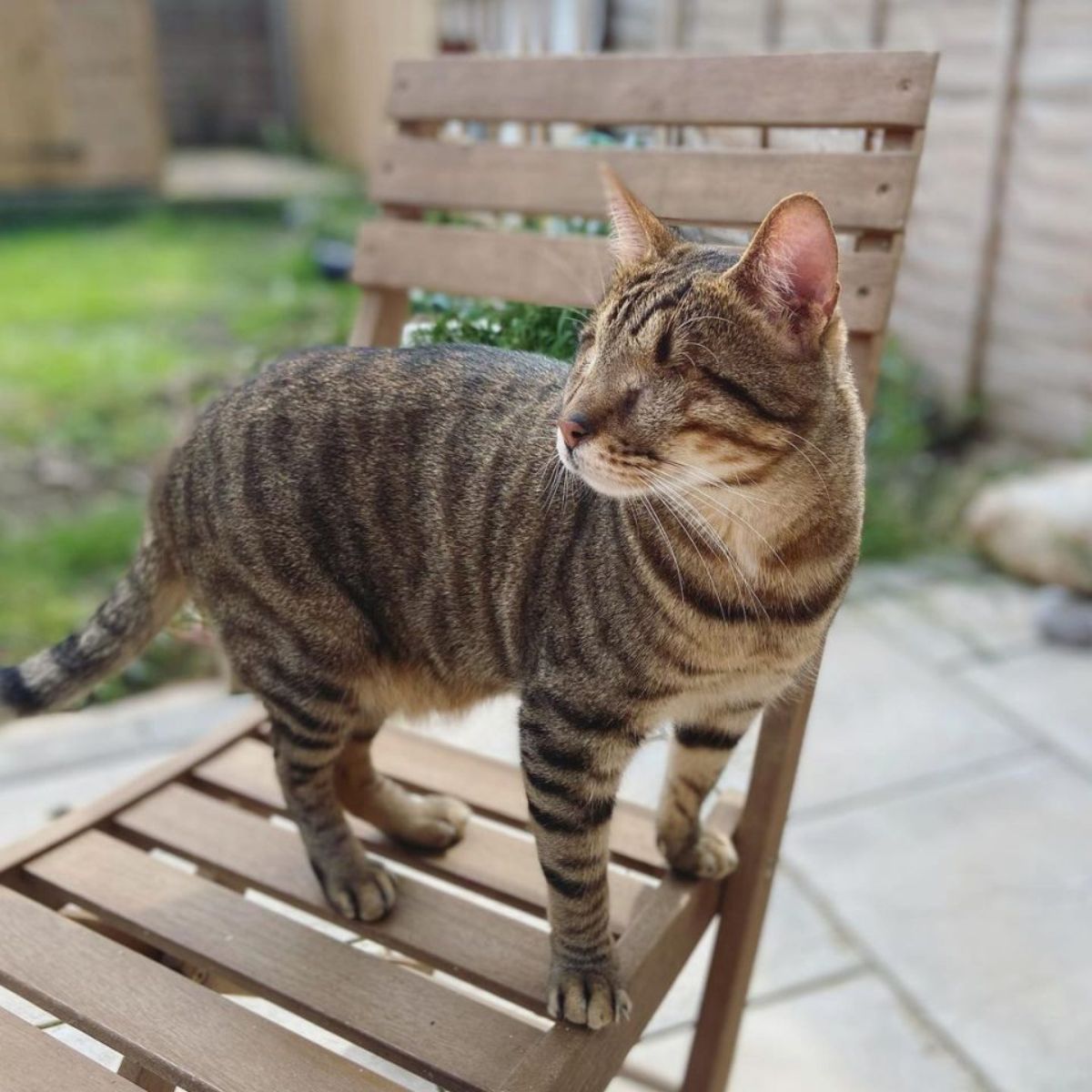 blind cat
