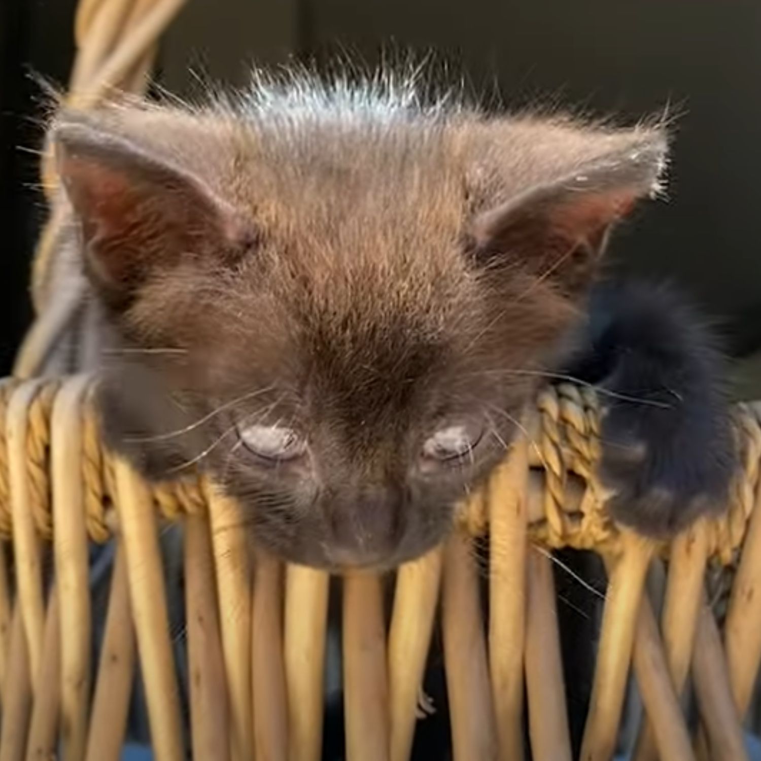 blind cat