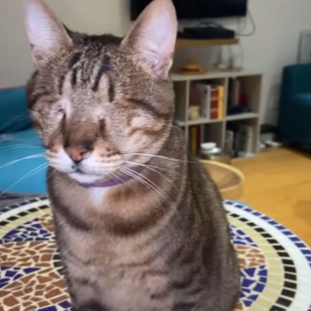 blind cat indoors