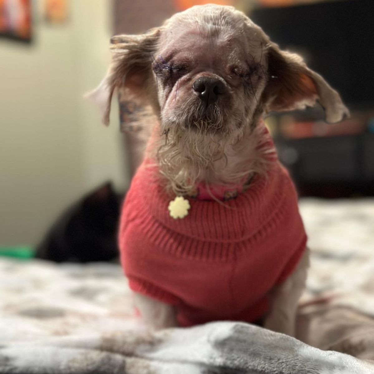 blind dog in a sweater