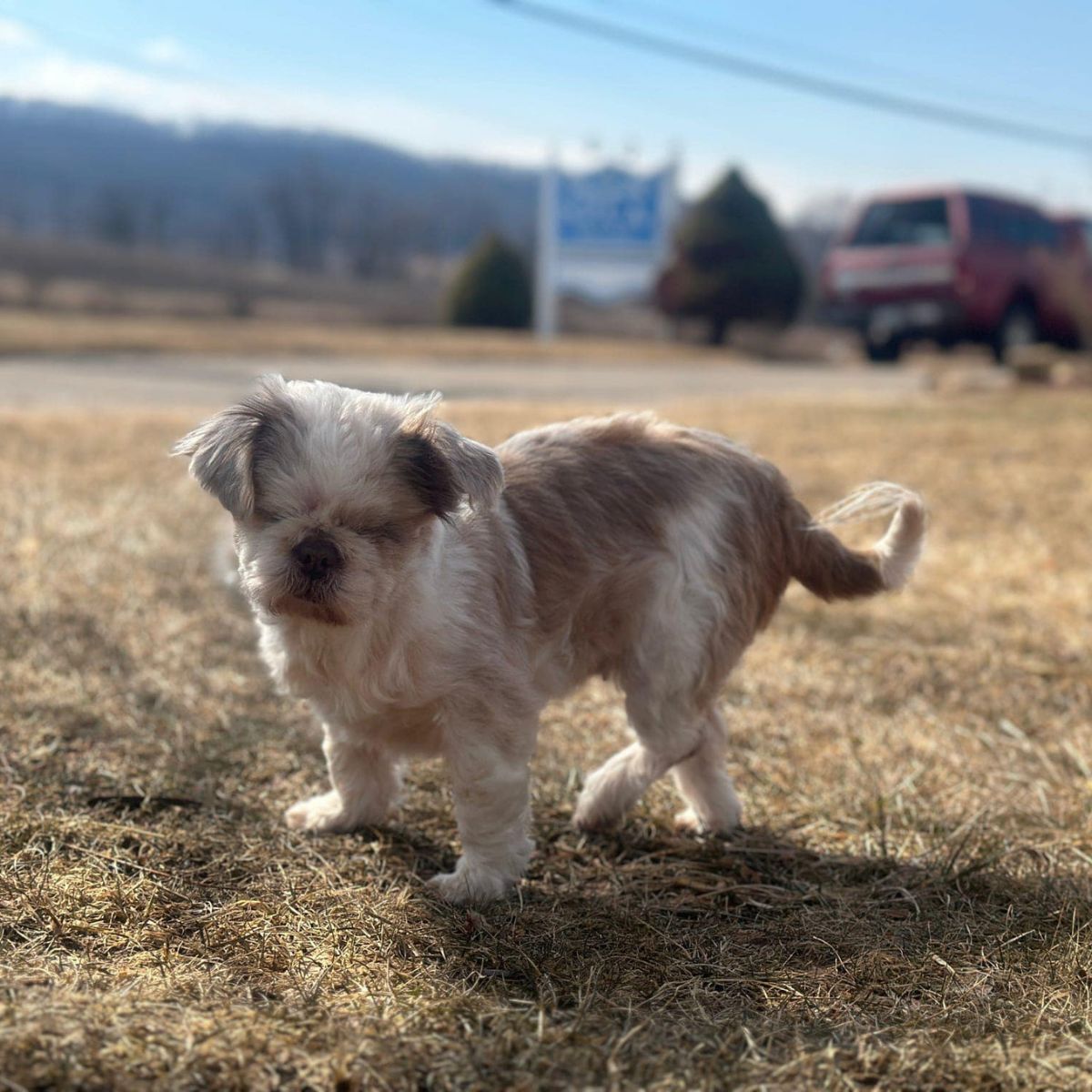 blind dog standing outside