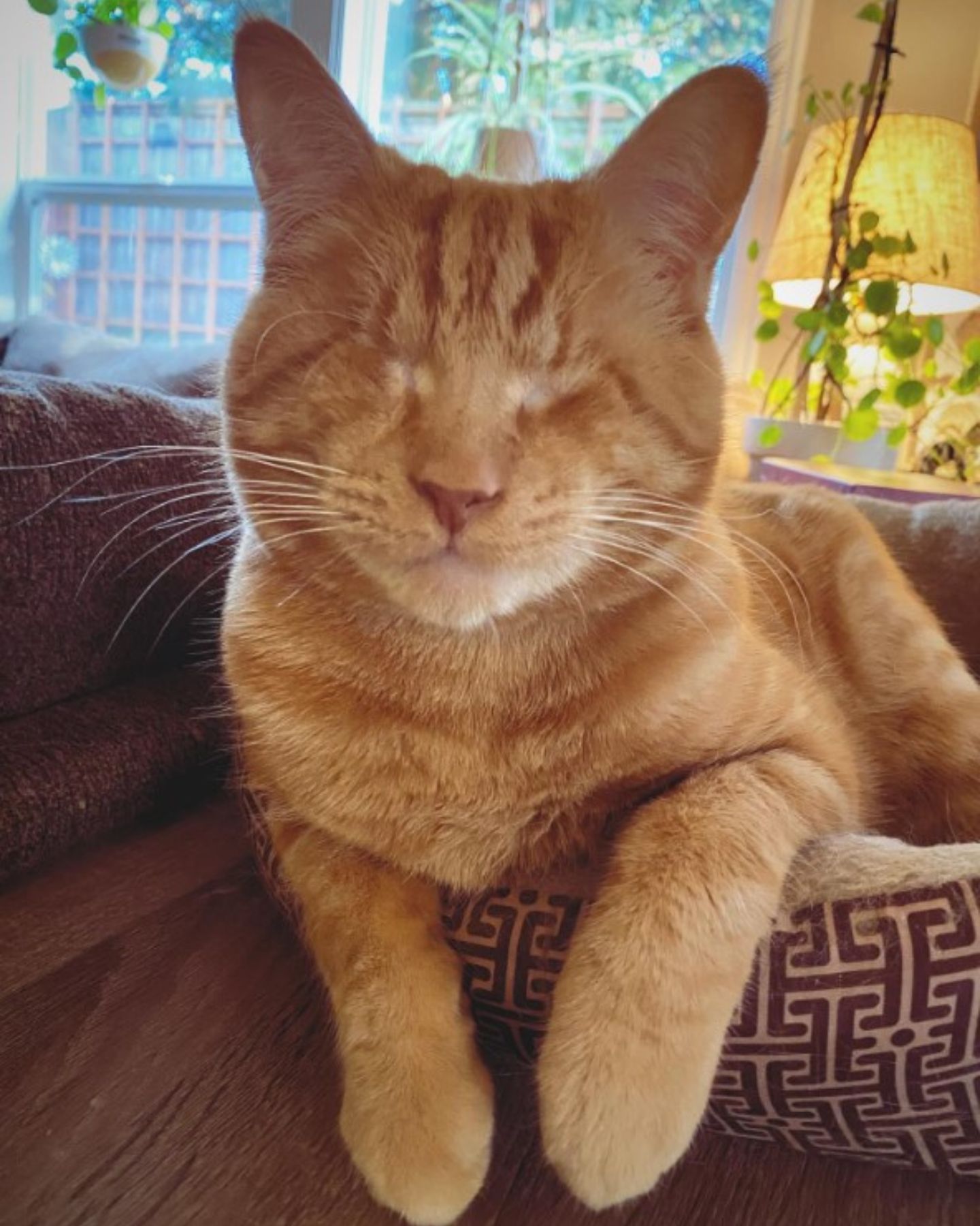 blind ginger cat