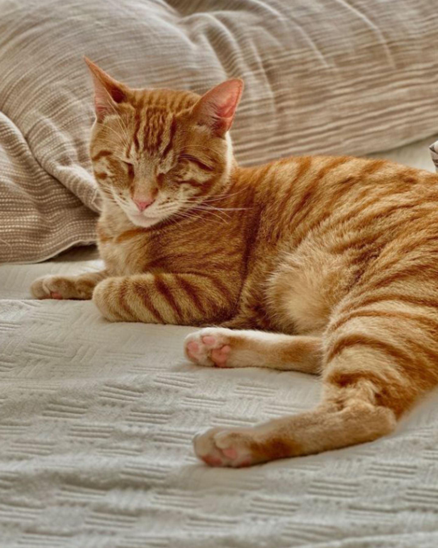 blind ginger kitten