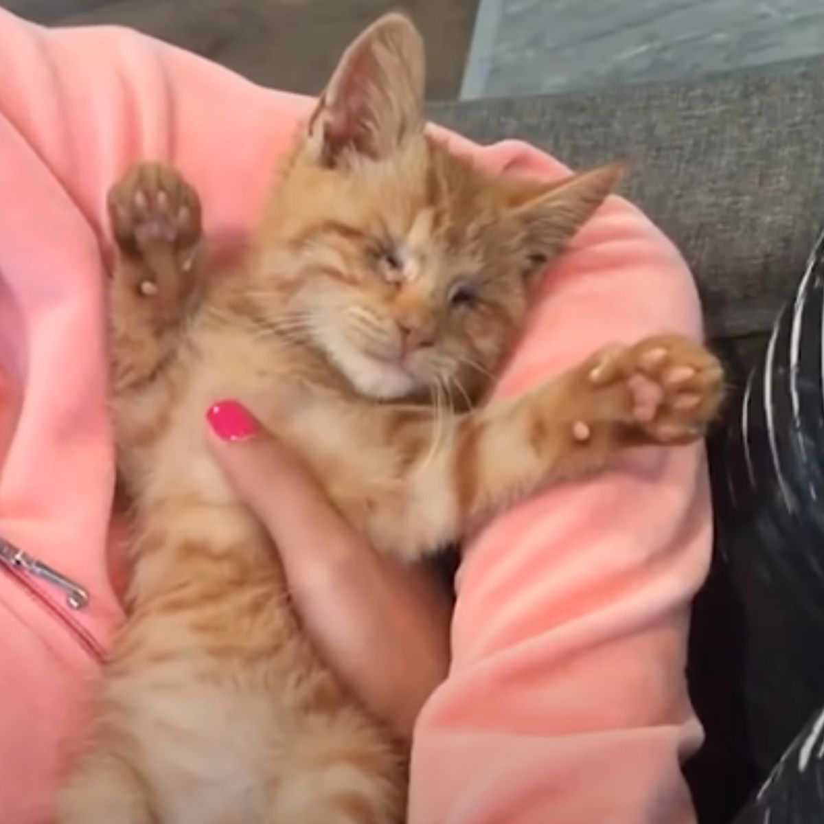 blind ginger kitten