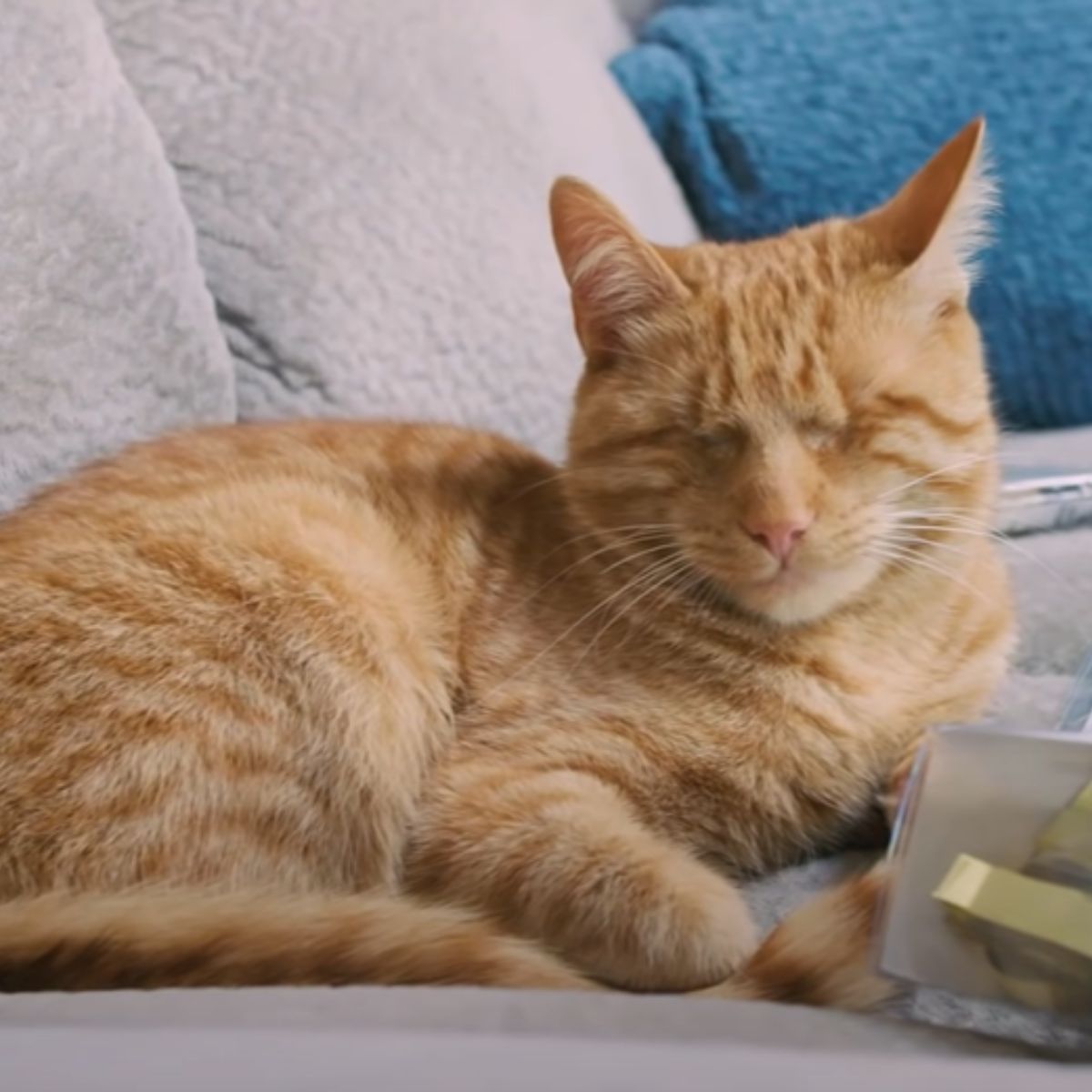 blind kitten lying