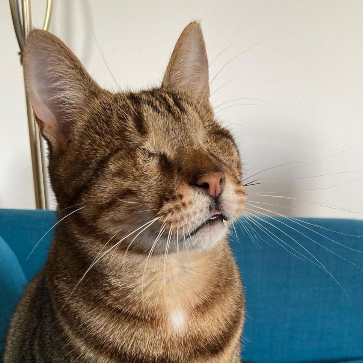 blind shelter cat