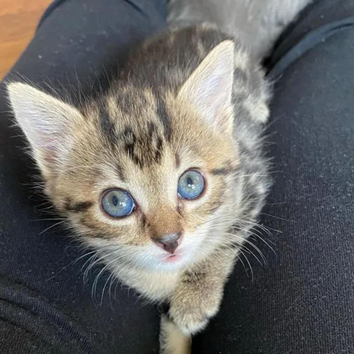 blue eyed kitten