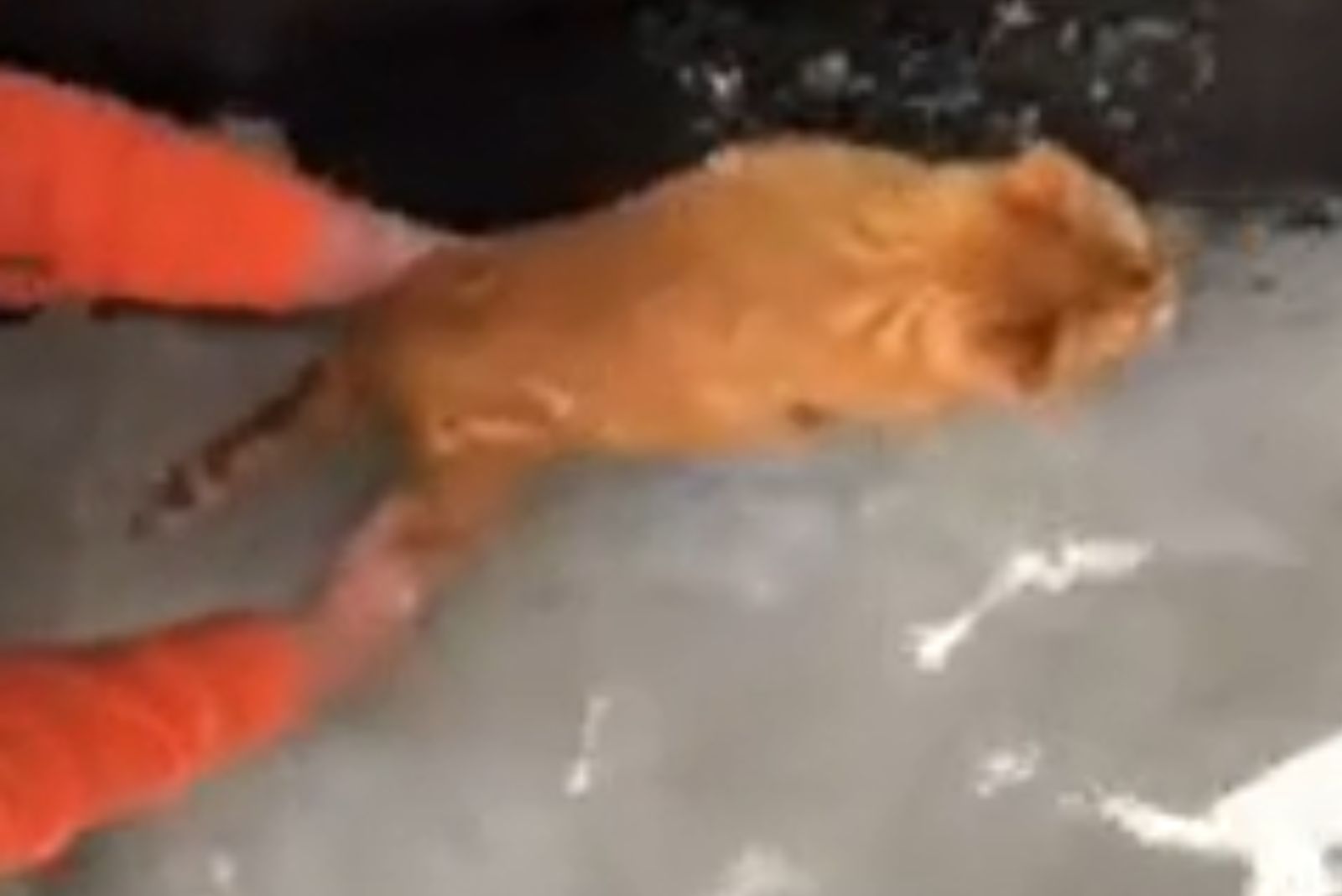 blury photo of a ginger cat