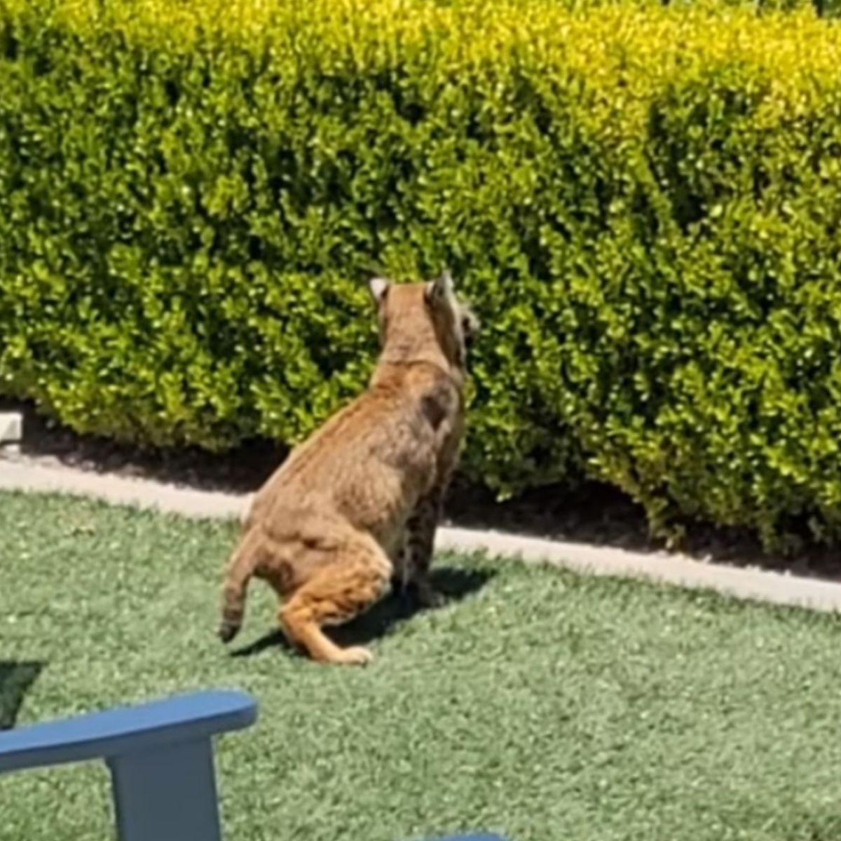bobcat running away