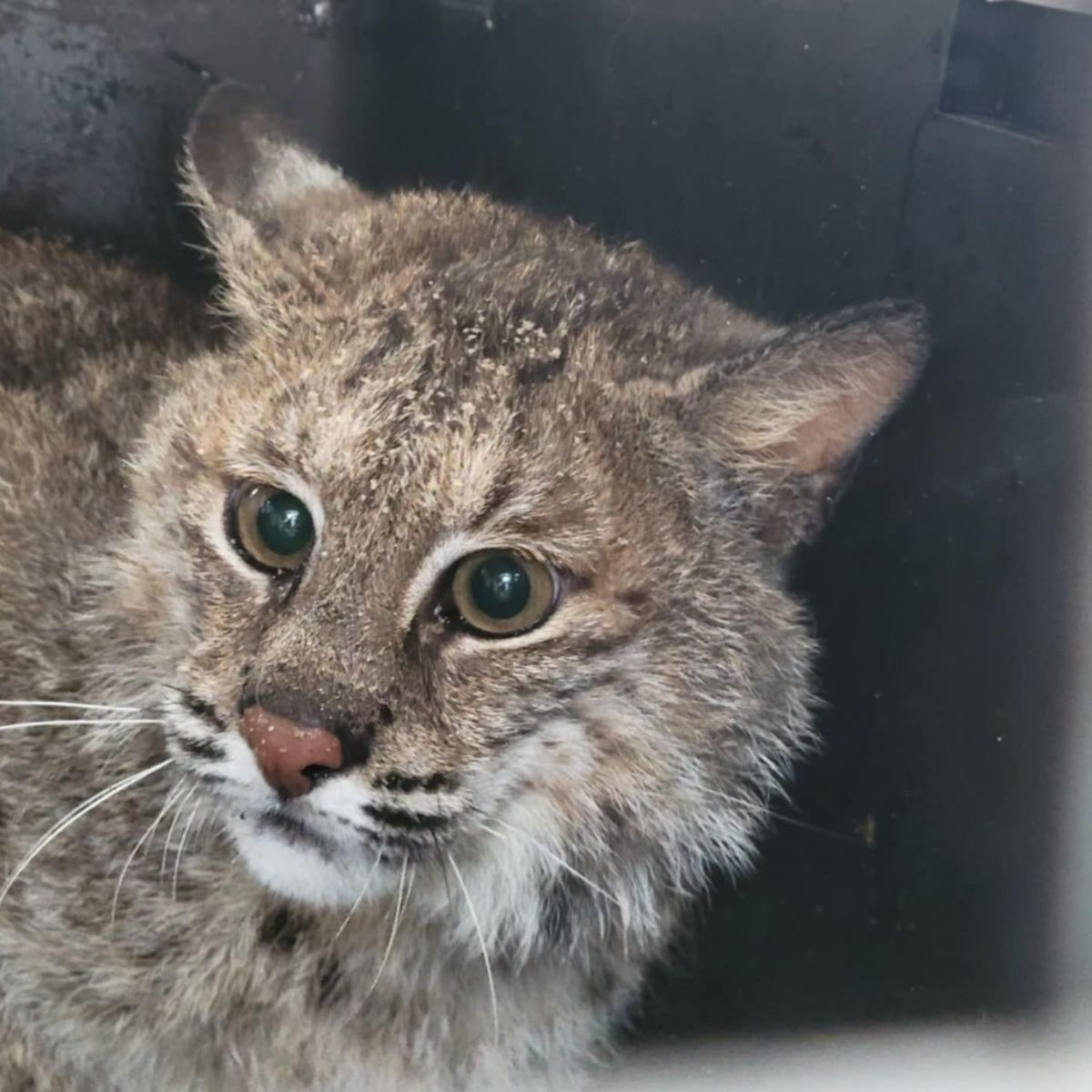 bobcat with big eyes