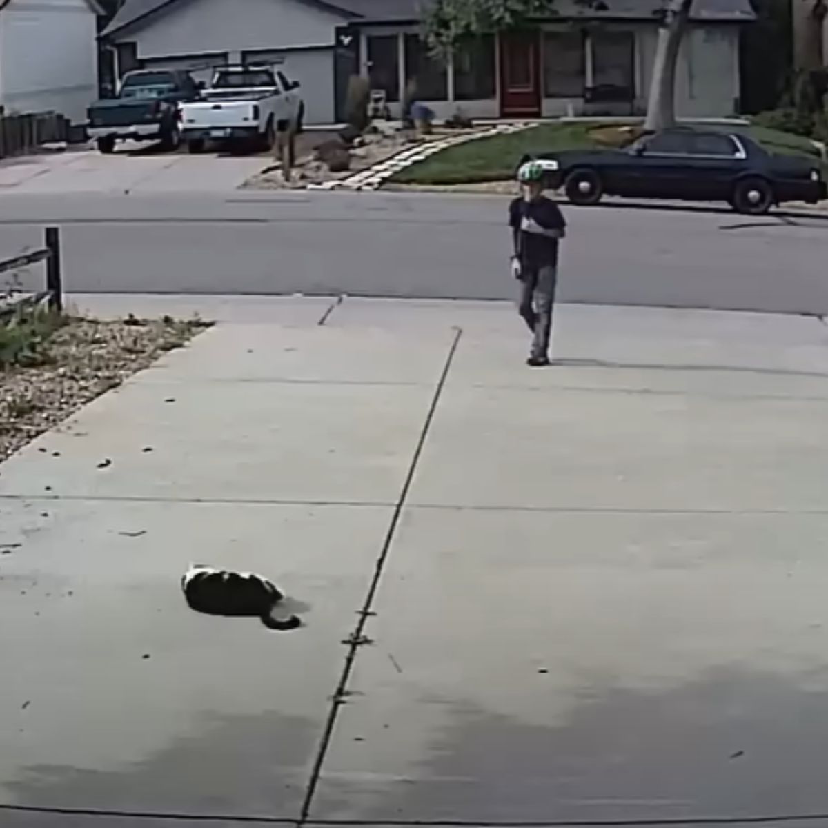 boy approaching a cat