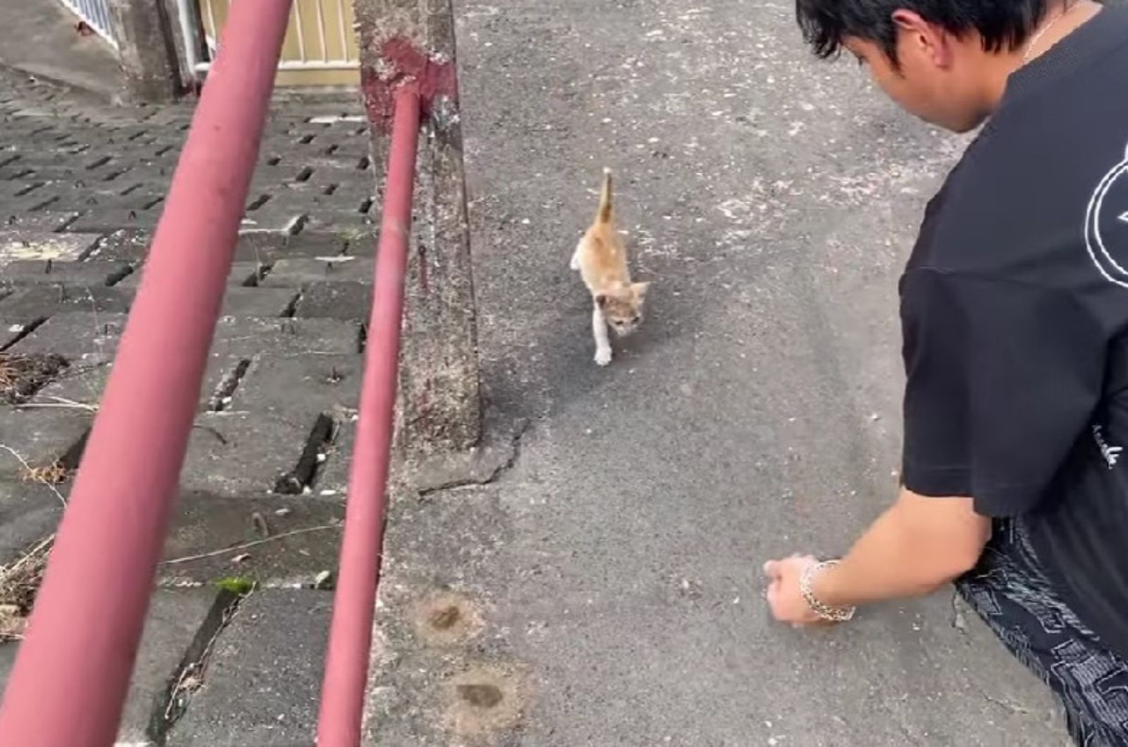 boy approaching malnourished kitten