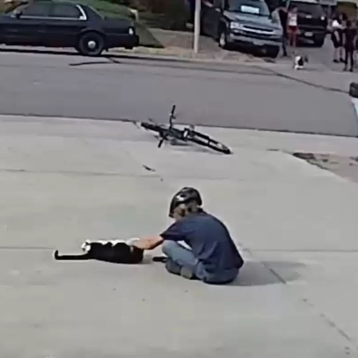 boy petting a cat