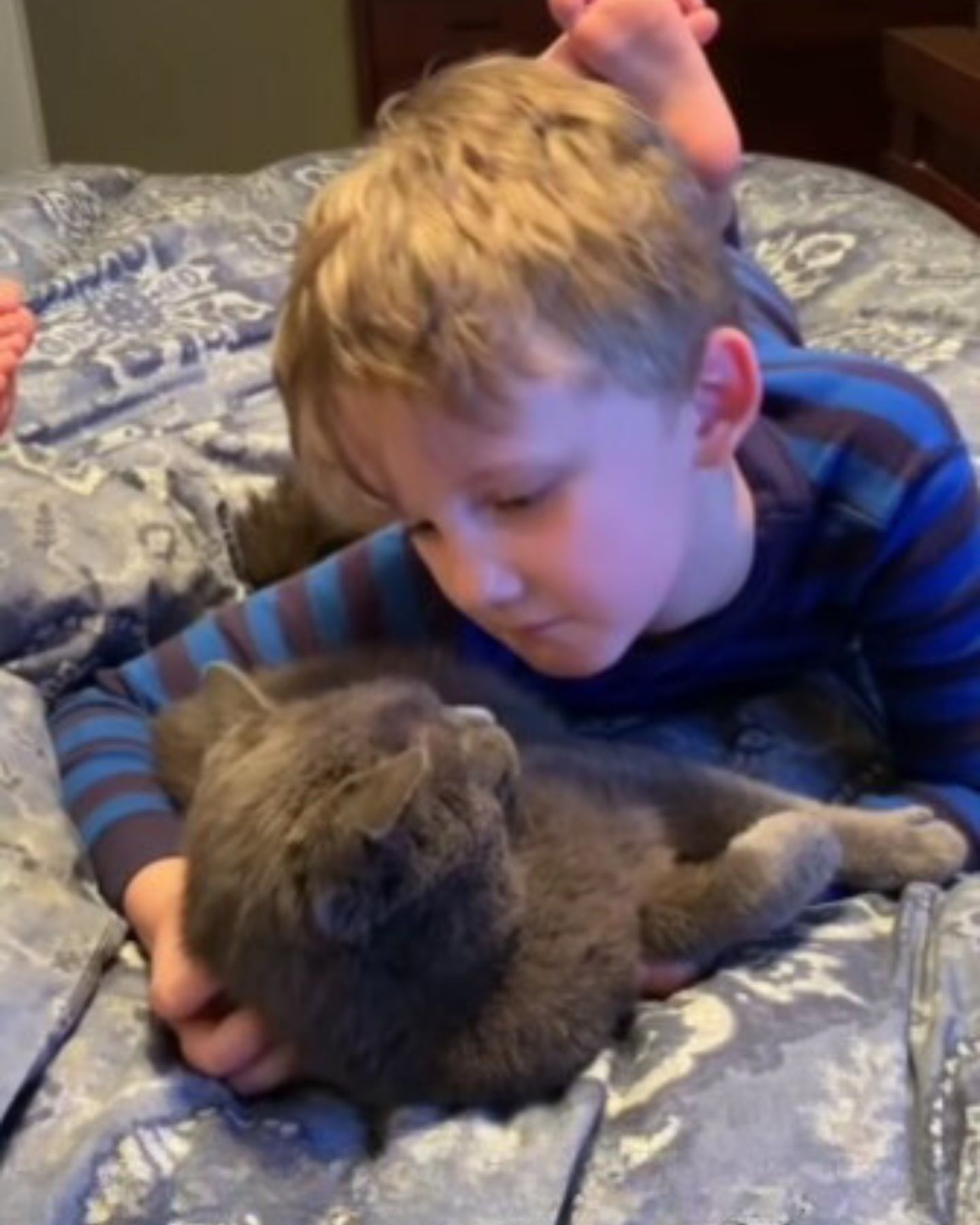 boy playing with gray cat