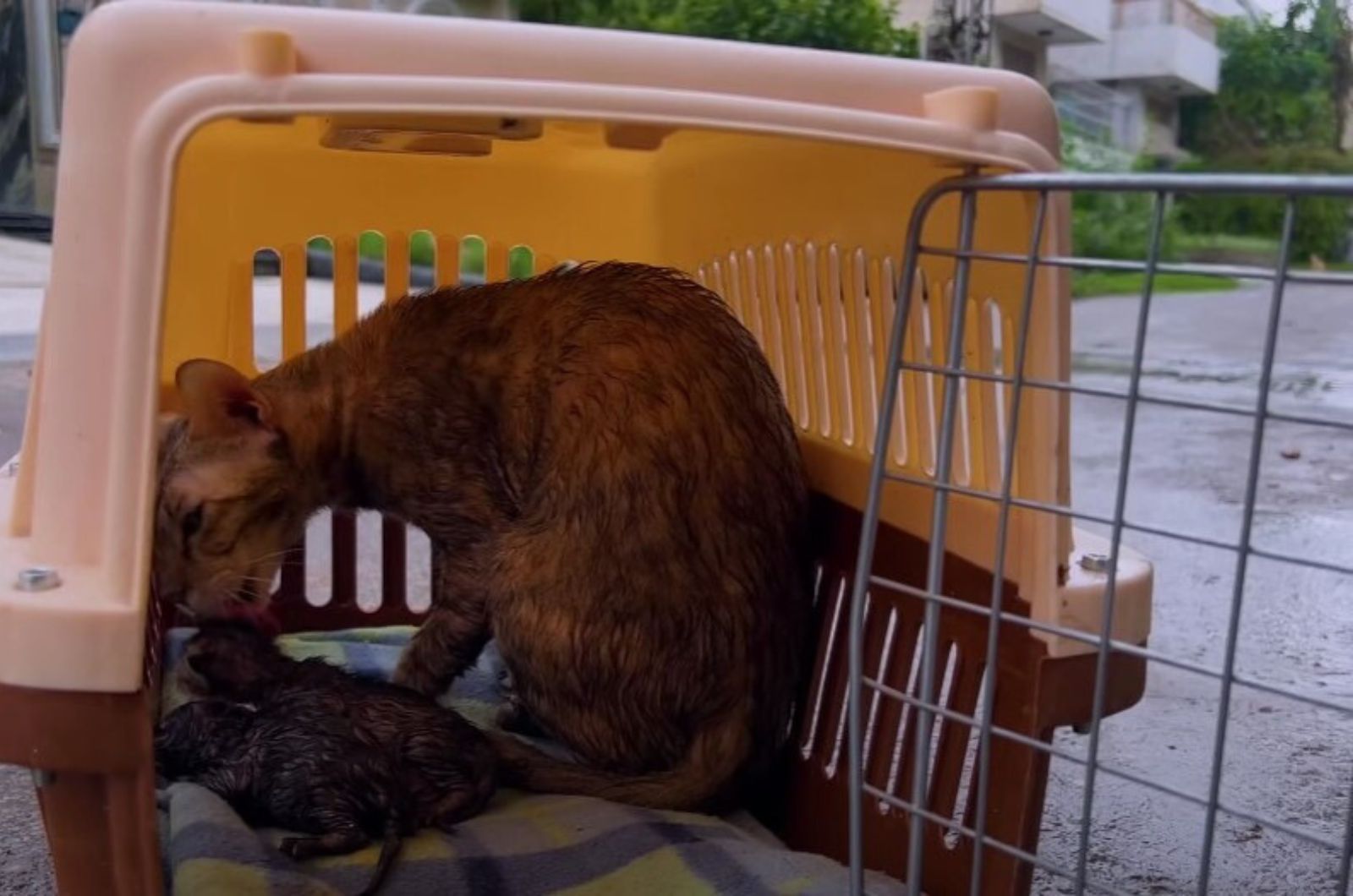 brave mama cat in a cat carrier