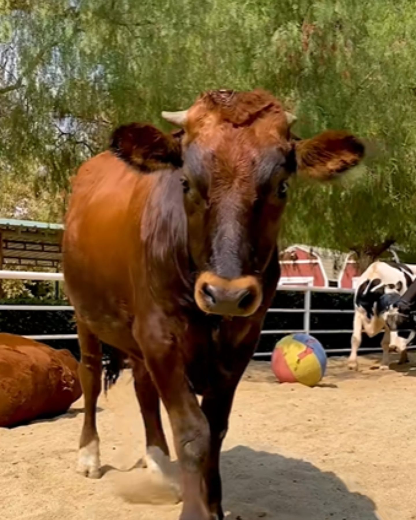 brown cow
