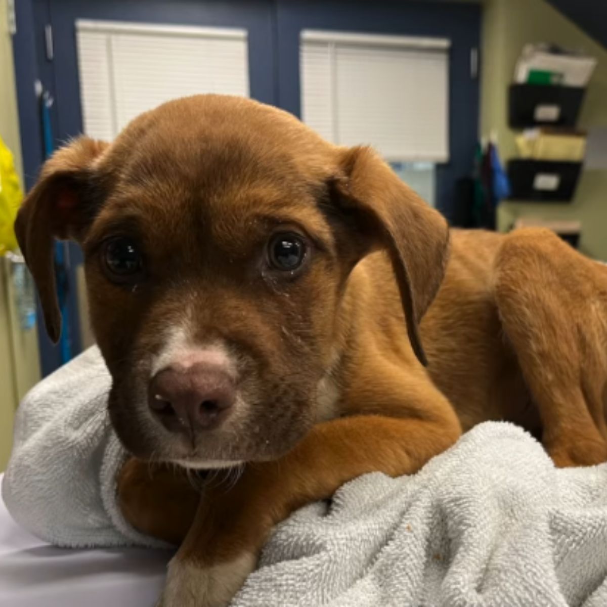 brown puppy lying in bed