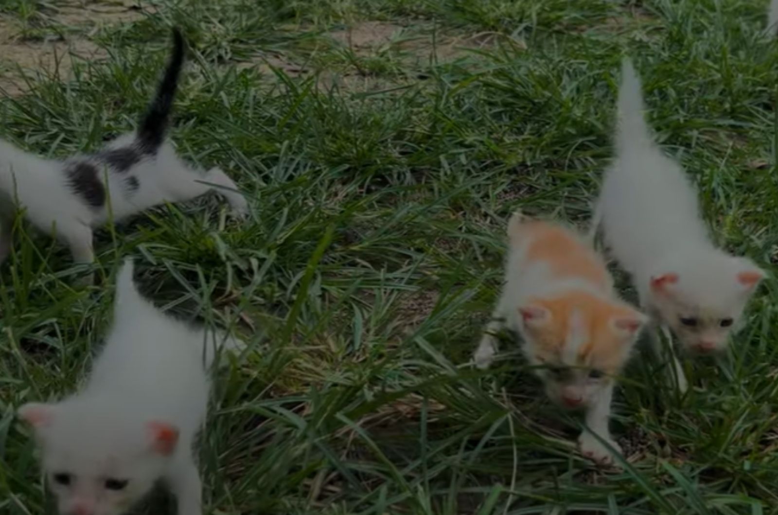 bunch of kittens in grass