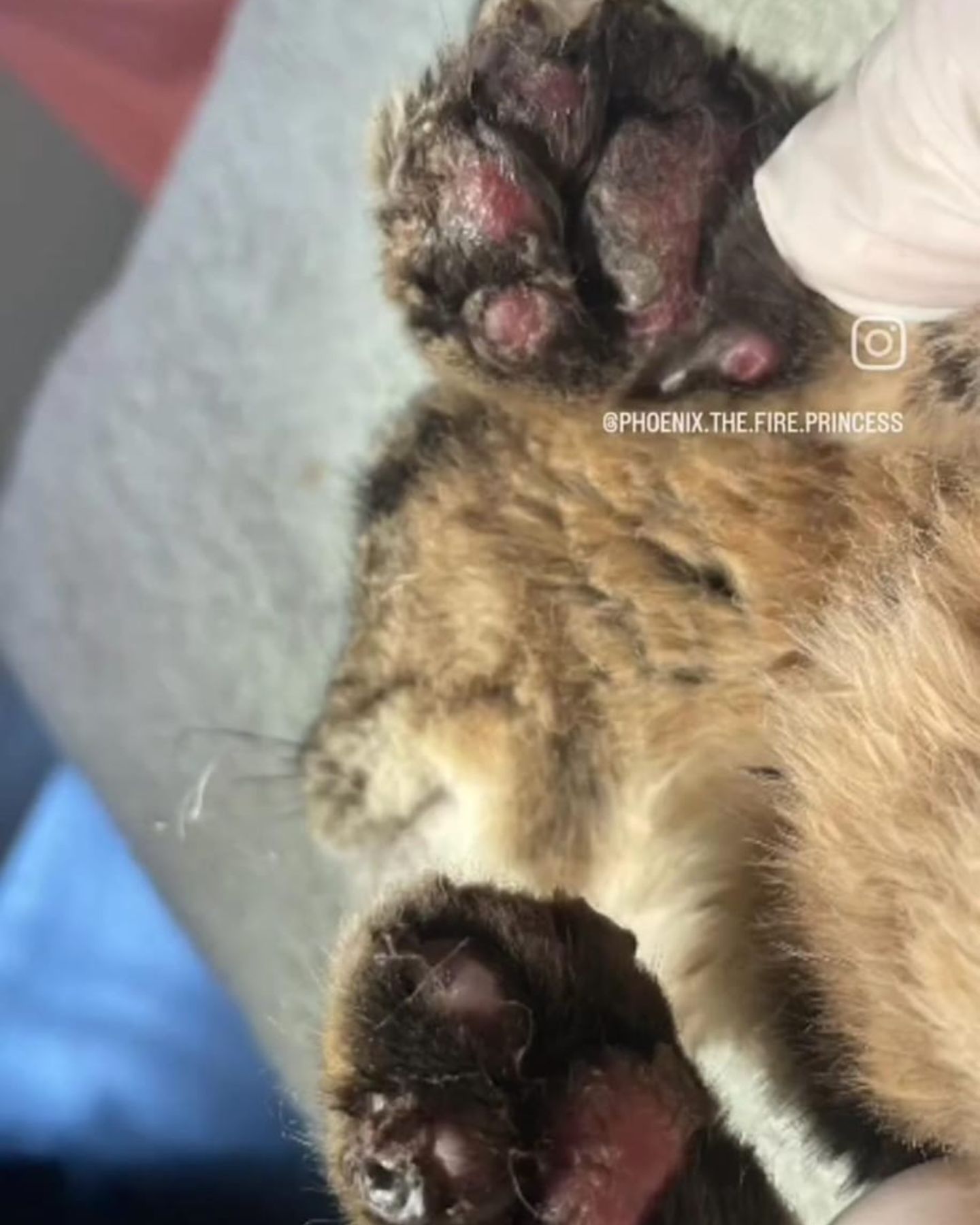 burned cat paws