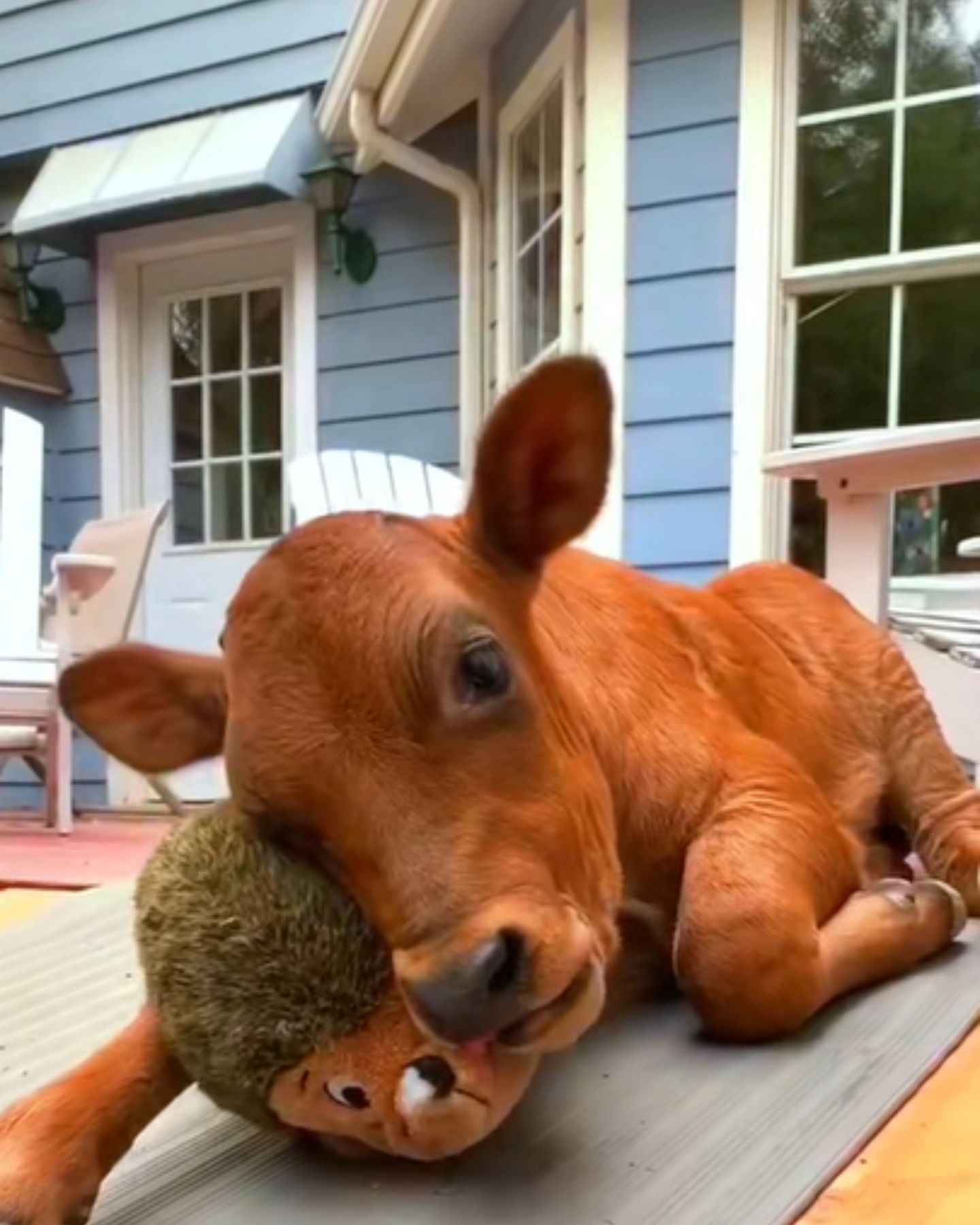 calf with a stuffed toy