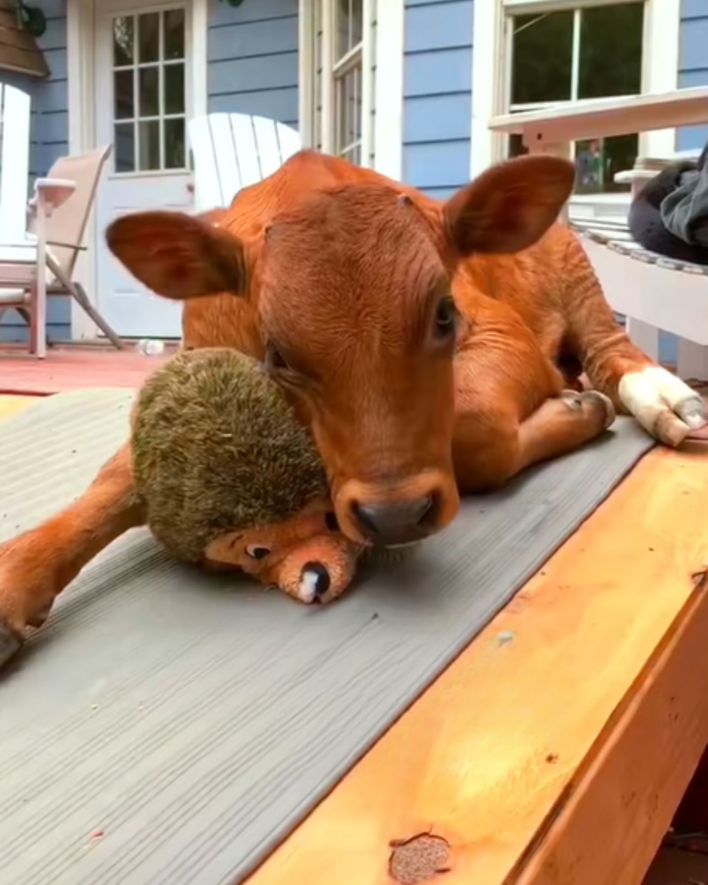 calf with a toy