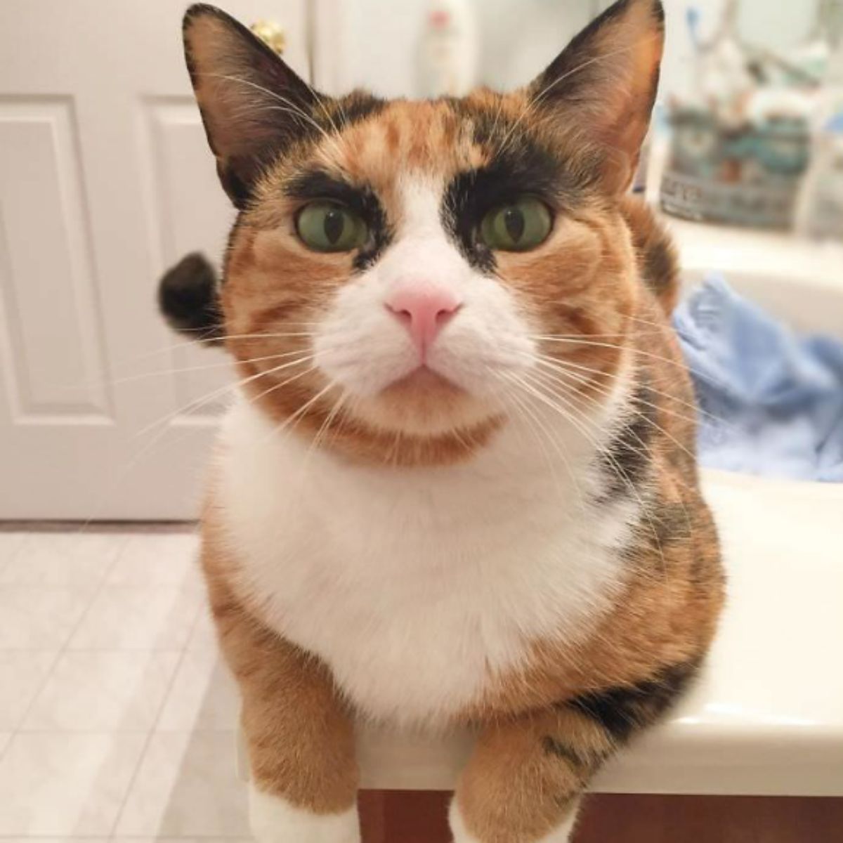 calico cat