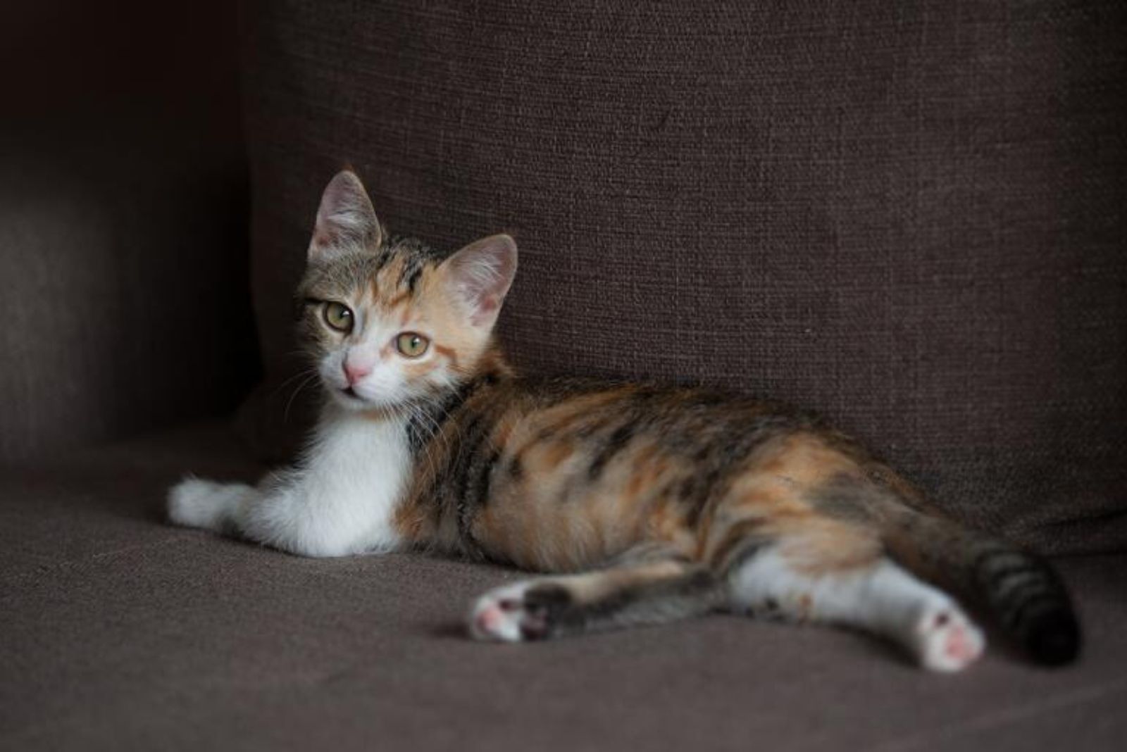 calico kitten lying