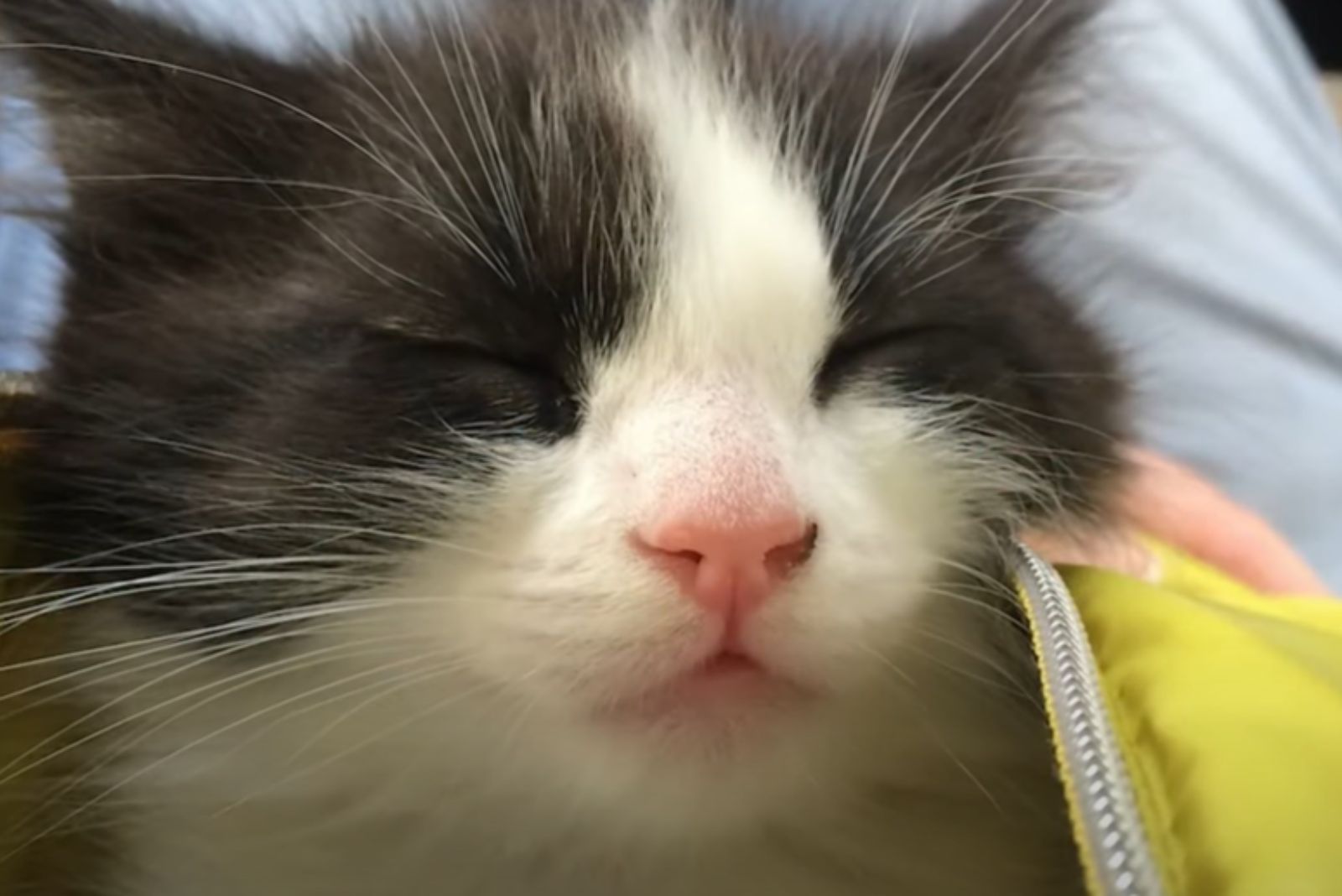 calm kitty