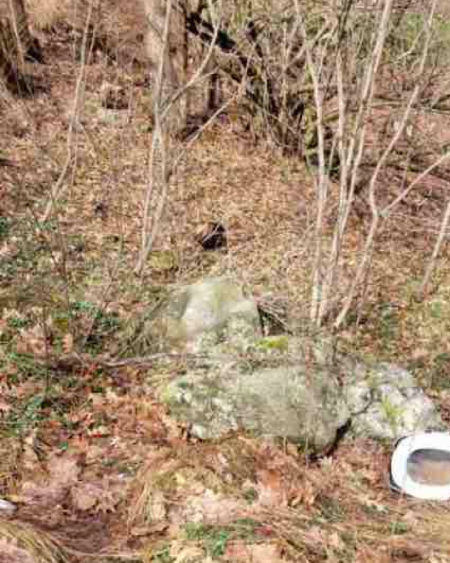 carrier in the woods