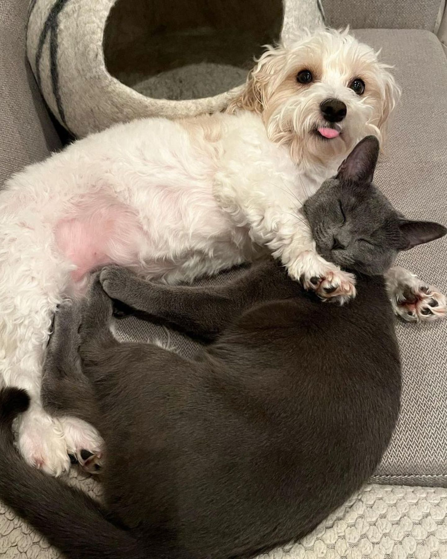 cat and a dog lying together