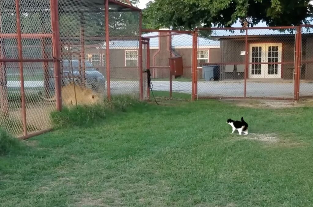 cat and a lioness