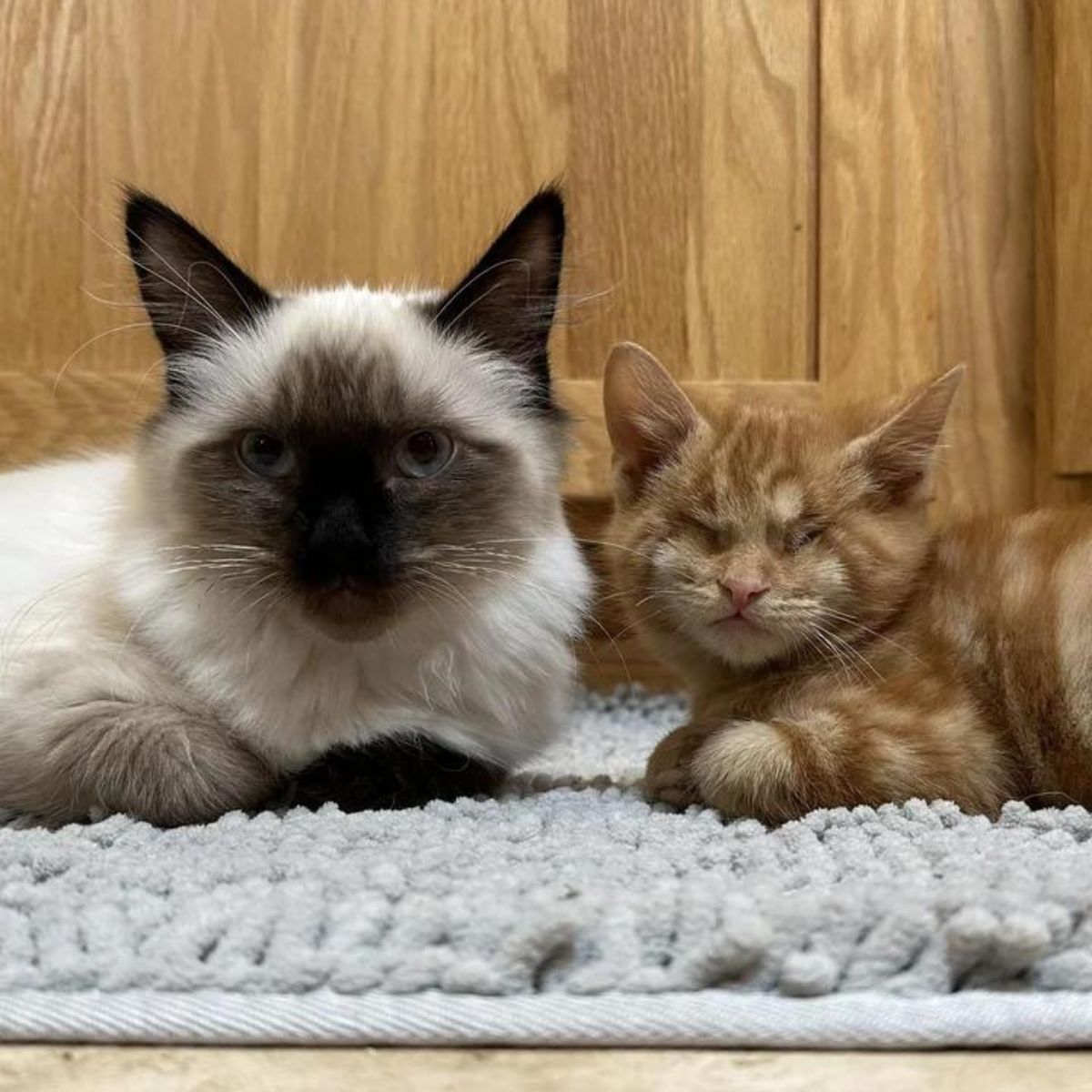 cat and blind kitten lying