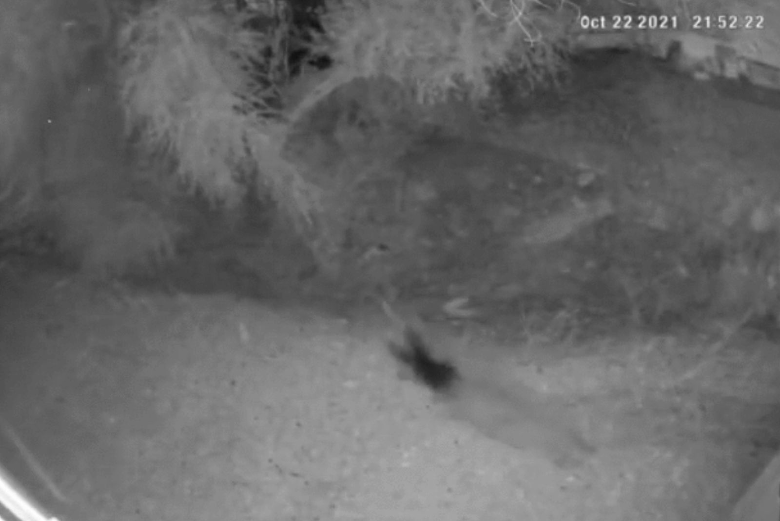 cat and coyote
