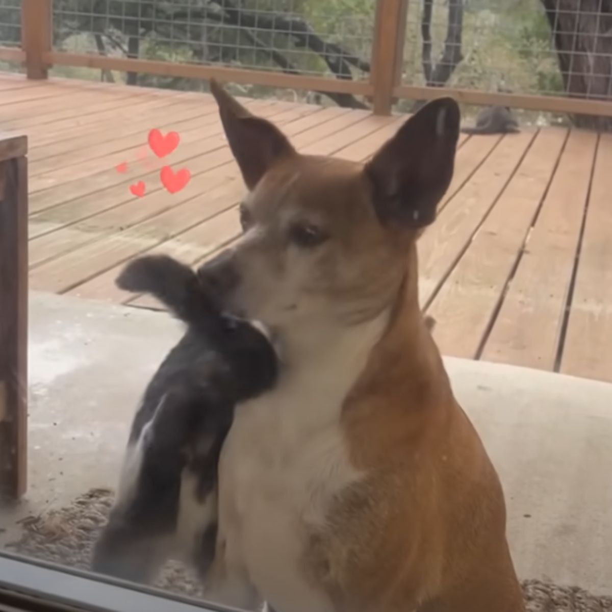cat and dog by the window