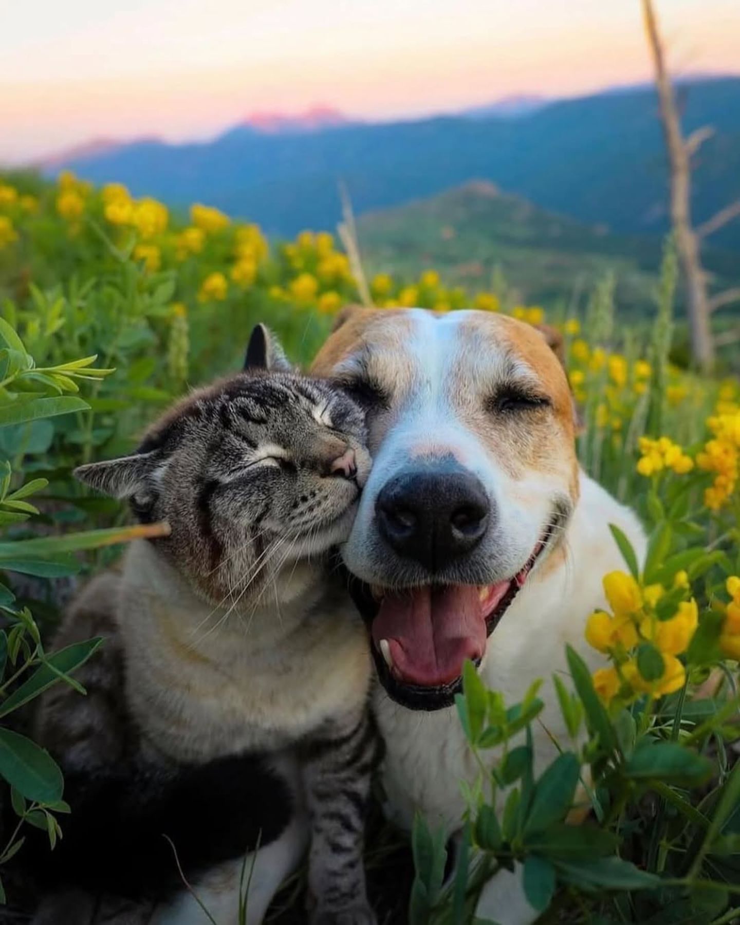 cat and dog in tall grass