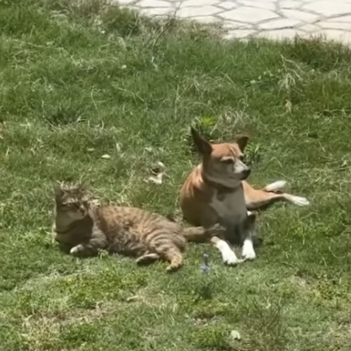 cat and dog lying in the grass