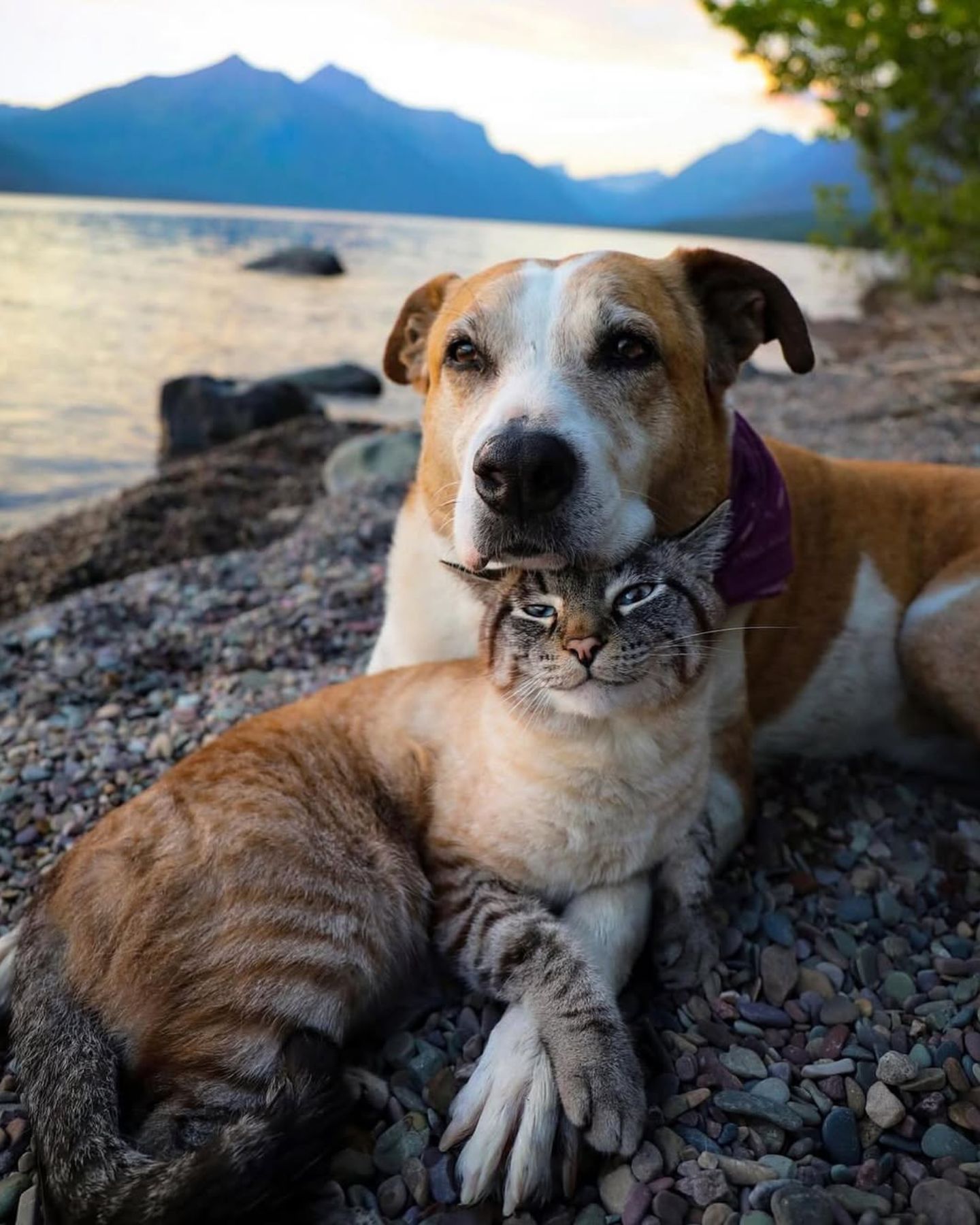 cat and dog lying on the beach