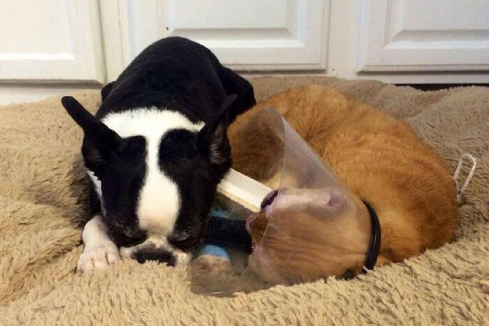 cat and dog lying together