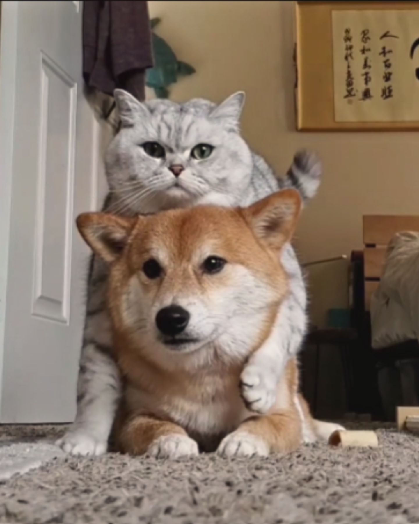 cat and dog posing for camera