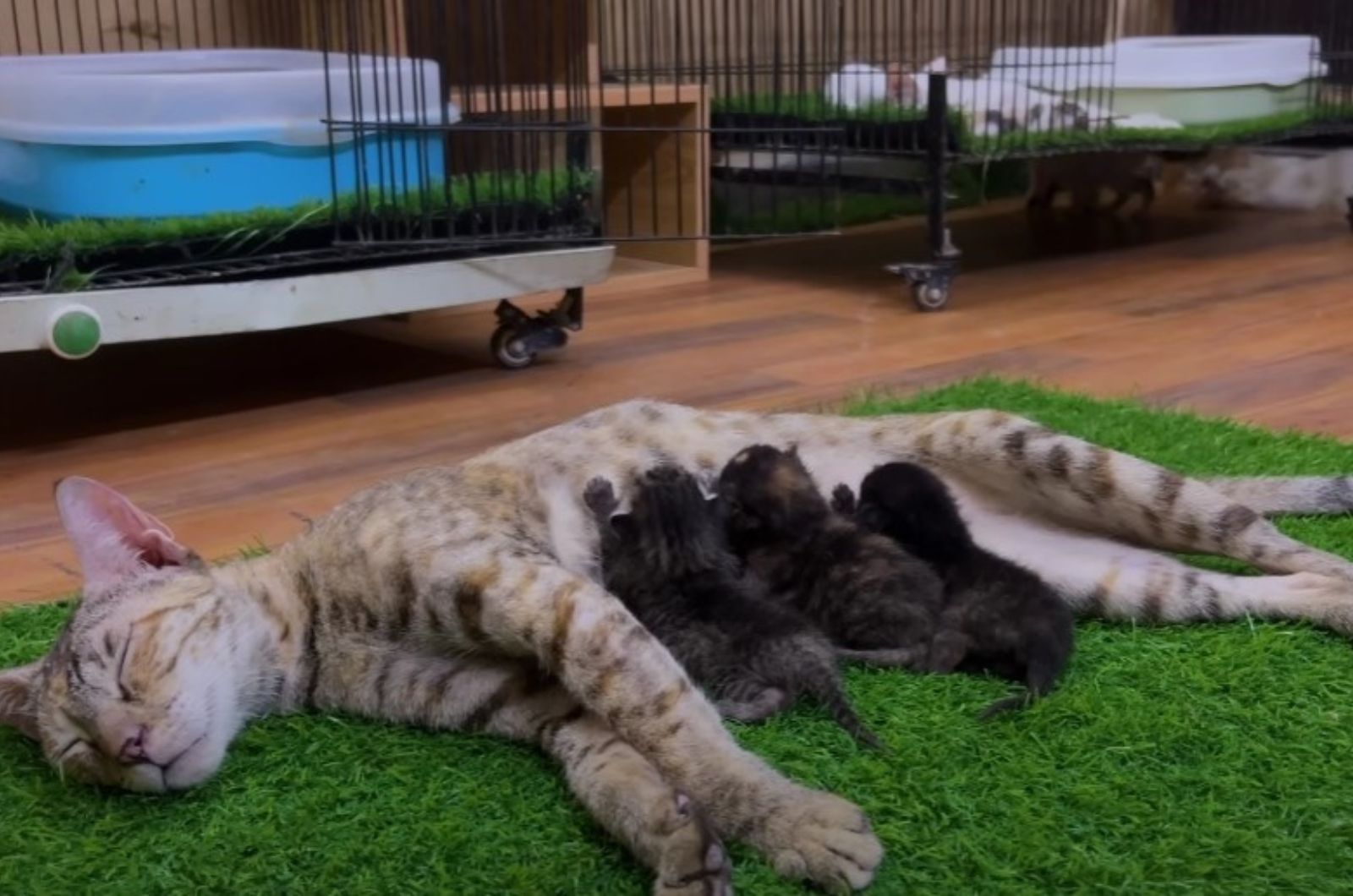 cat and her kittens