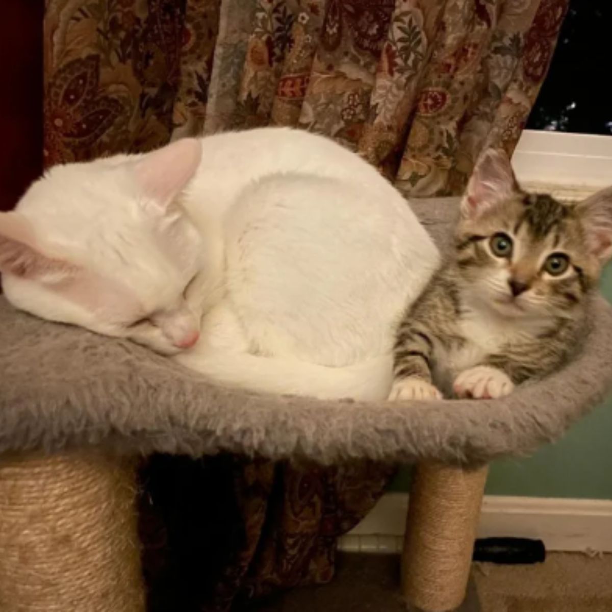 cat and kitten lying together