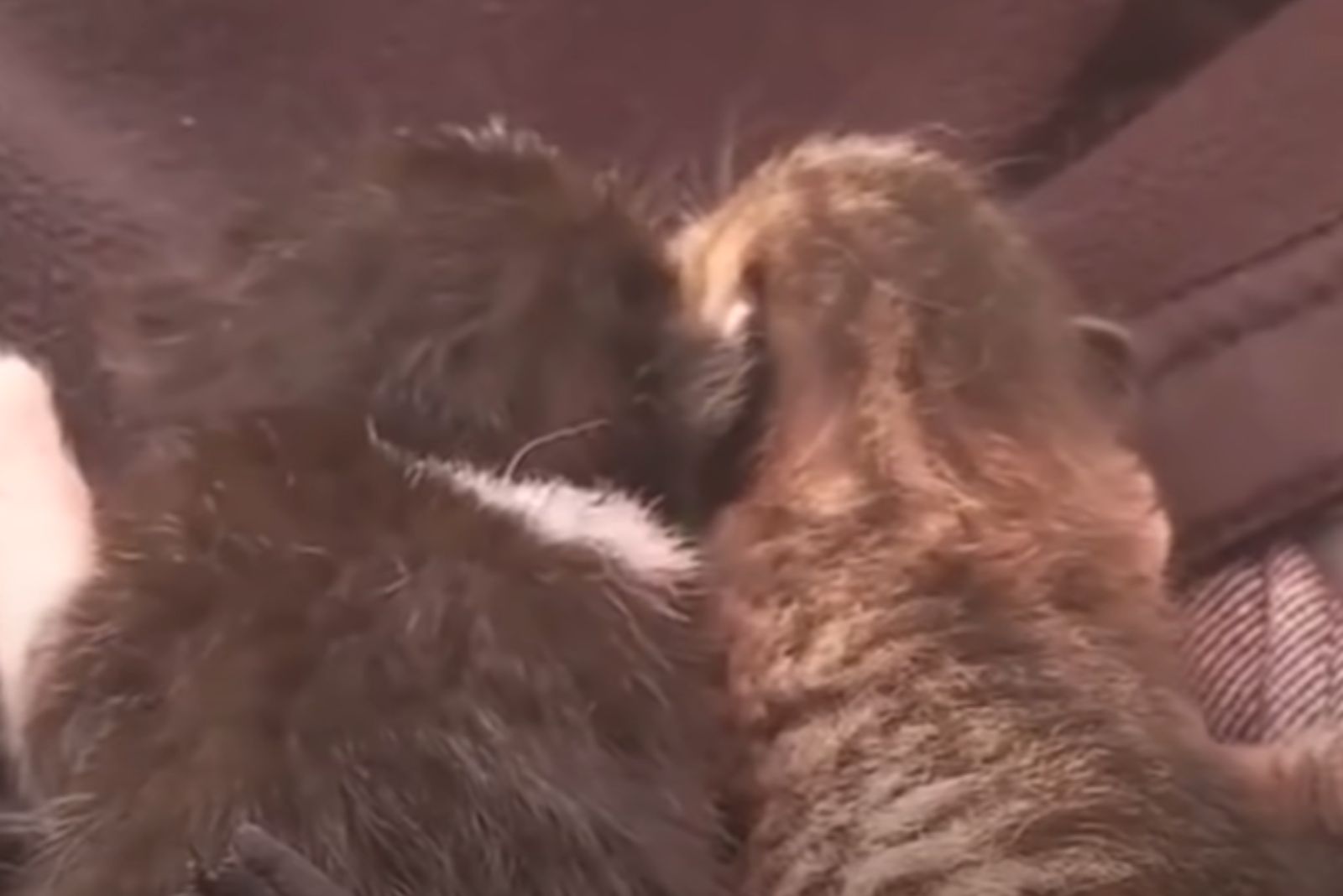 cat and kitten lying